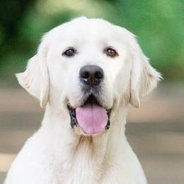 Max - Golden Retriever