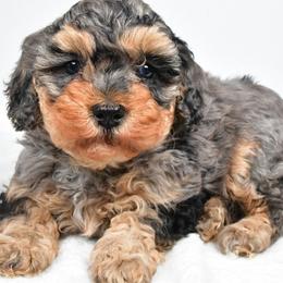 Emma - Merle female Cavapoo puppy in Millersburg, Ohio from Ohio Puppy Paws