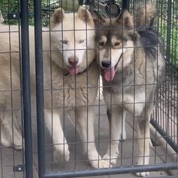 Snowball - Siberian Husky