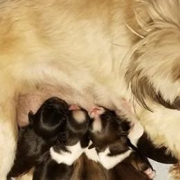 Shih Tzus from Shih Tzu Junction