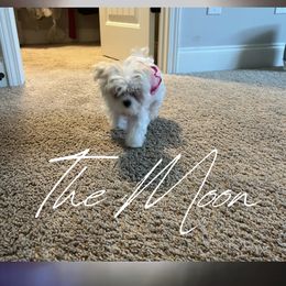Maltese from WilliamsFurryPals