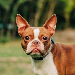 Ginger - Boston Terrier