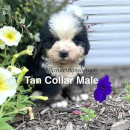 Tan Collar - Black rust and white male Bernese Mountain Dog puppy in Flat Rock, Illinois from Corner Stone Bernese Mountain Dogs