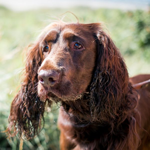 Field Spaniel