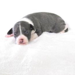 Yara Male 1 - Blue male Italian Greyhound puppy in Sparta Tn And Caryville Fl, Tennessee from Summerwind Kennel