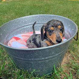 Boy 2 - Dapple male Dachshund puppy in Crossville, Tennessee from Golden Mini Farm