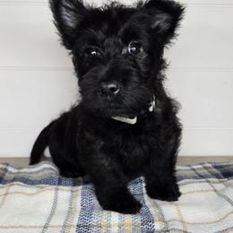 Puppy 3 - Brindle male Scottish Terrier puppy in San Tan Valley, Arizona from For the love of Scotties