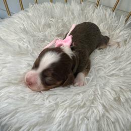 Dior (light pink) - Tri-color female Cavapoo puppy in West Haven, Utah from Harper Haven Cavapoos & Doodles