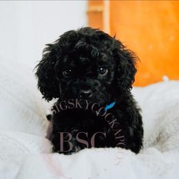 Blue collar - Black and tan male Cockapoo puppy in Missoula, Montana from Big Sky Cockapoos