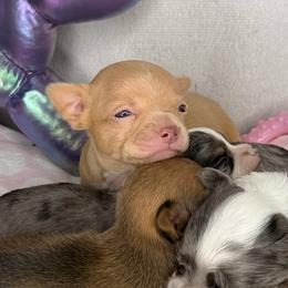 Cream - Cream and white male Chihuahua puppy in Sherwood, Arkansas from Bartelt Breeders