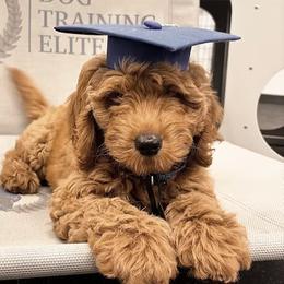Goldendoodle Puppies from The Doodle Spot