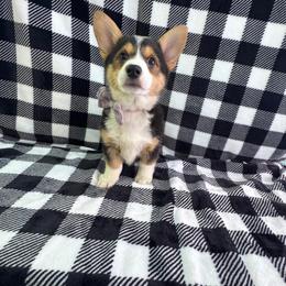 Pembroke Welsh Corgi Puppies from LTT Corgis