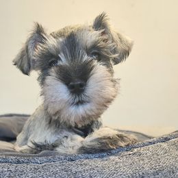 Female 4 - Salt and pepper female Miniature Schnauzer puppy in Chino, California from So Cal Schnauzer
