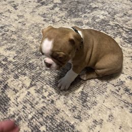 Fawn male - Seal and white male Boston Terrier puppy in Mc Donough, Georgia from Ballard Boston Terriers