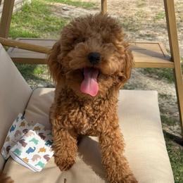 Harvey - Poodle