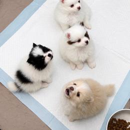 Bonnie - Black parti female Pomeranian puppy in Mc Henry, Illinois from Pomeranians