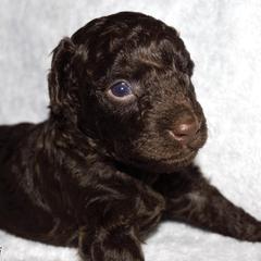 Goldendoodle and Poodle Puppies from RoyalPaws_Miami