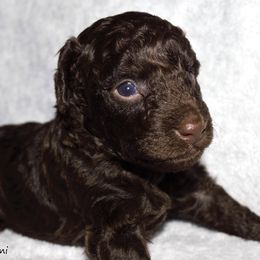 Goldendoodle and Poodle Puppies from RoyalPaws_Miami
