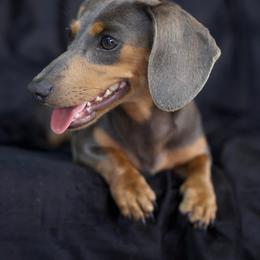 Krissy - Dachshund