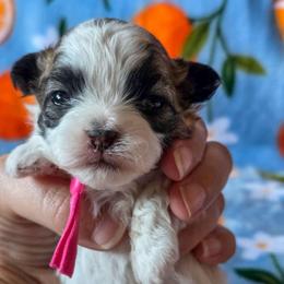 Maggie-May (Sprout) - Purple Collar - Brown and white female Shichon puppy in Troy, Ohio from Ever After Tails