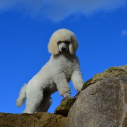 Poodle Puppies from D and D Standard Poodles