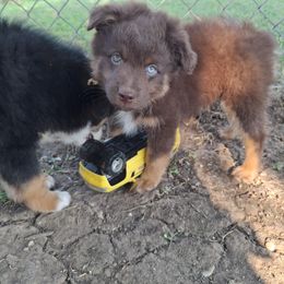 Aussiedoodle and Miniature Australian Shepherd Puppies from Aussies Acre