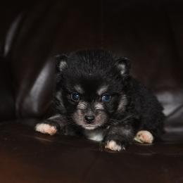 Basil - Wolf sable male Pomsky puppy in Coos Bay, Oregon from Ocean View Pomskies