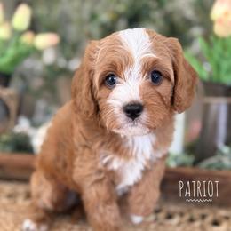 Patriot - Red male Bernedoodle puppy in Temecula, California from Brookside Bernedoodles