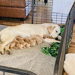 Girl 3 - Golden female Golden Retriever puppy in Carmichael, California from Sadie Lane Family Goldens