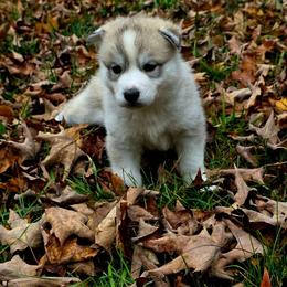 Boy2 - Gray and white male Siberian Husky puppy in Oscoda, Michigan from Sstar