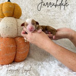 Jarrahdale - Red male Australian Labradoodle puppy in Oregon from Forever Loyal Labradoodles