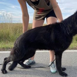 Selena - German Shepherd