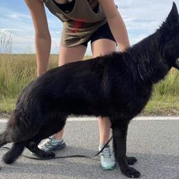 Selena - German Shepherd
