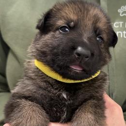 Yellow Girl - Sable female German Shepherd puppy in Grantsville, Utah from Vom Haus Denfors K9 - Working German Shepherds