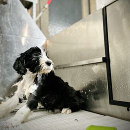 Bearded Collie and Border Collie Puppies from Beloved Bearded & Border Collies