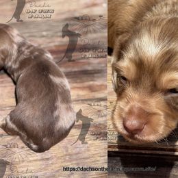 Dachshund Puppies from Dachs on the Farm