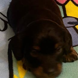 MIDNIGHT - Black and tan male Dachshund puppy in Elizabethtown, Kentucky from Teeny Tiny Puppy Tails