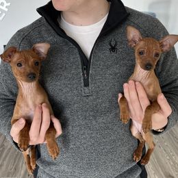 Miniature Pinscher Puppies from Valjalu’s Minianture Pinschers