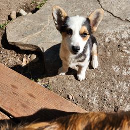 Pembroke Welsh Corgi puppies from Blackberry Hill Corgis