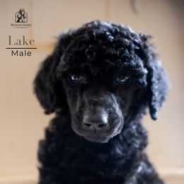 Poodle Puppies from Wilson Family Poodles