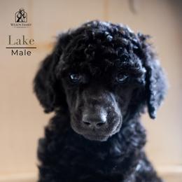 Poodle Puppies from Wilson Family Poodles