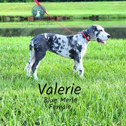 Valerie - Merle female Great Dane puppy in Prairieville, Louisiana from Southern Barron Danes & Dachshunds