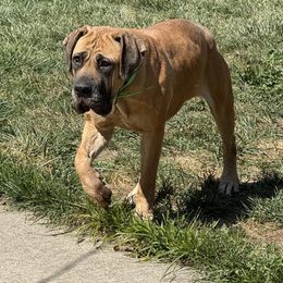 Star - Boerboel