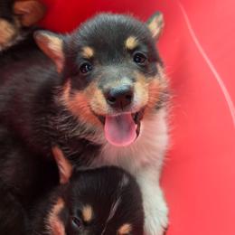 Green - Black and tan male Pembroke Welsh Corgi puppy in Necedah, Wisconsin from The 6Ks Paws and Hobbies