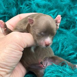 Fields - Chocolate male Pomeranian puppy in Franklin, North Carolina from A&J Cutie Pawtooties