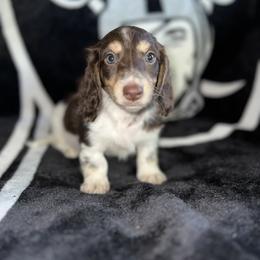 Dachshund Puppies from Rockin' M’s LilBitty Dachshunds (LBD)