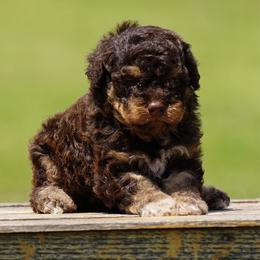 A Litter Girl 1 - Brown female Lagotto Romagnolo puppy in Seymour, Missouri from Terra Incognita