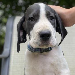 Freddie - Mantle Great Dane puppy in Miamisburg, Ohio from Myshire Danes