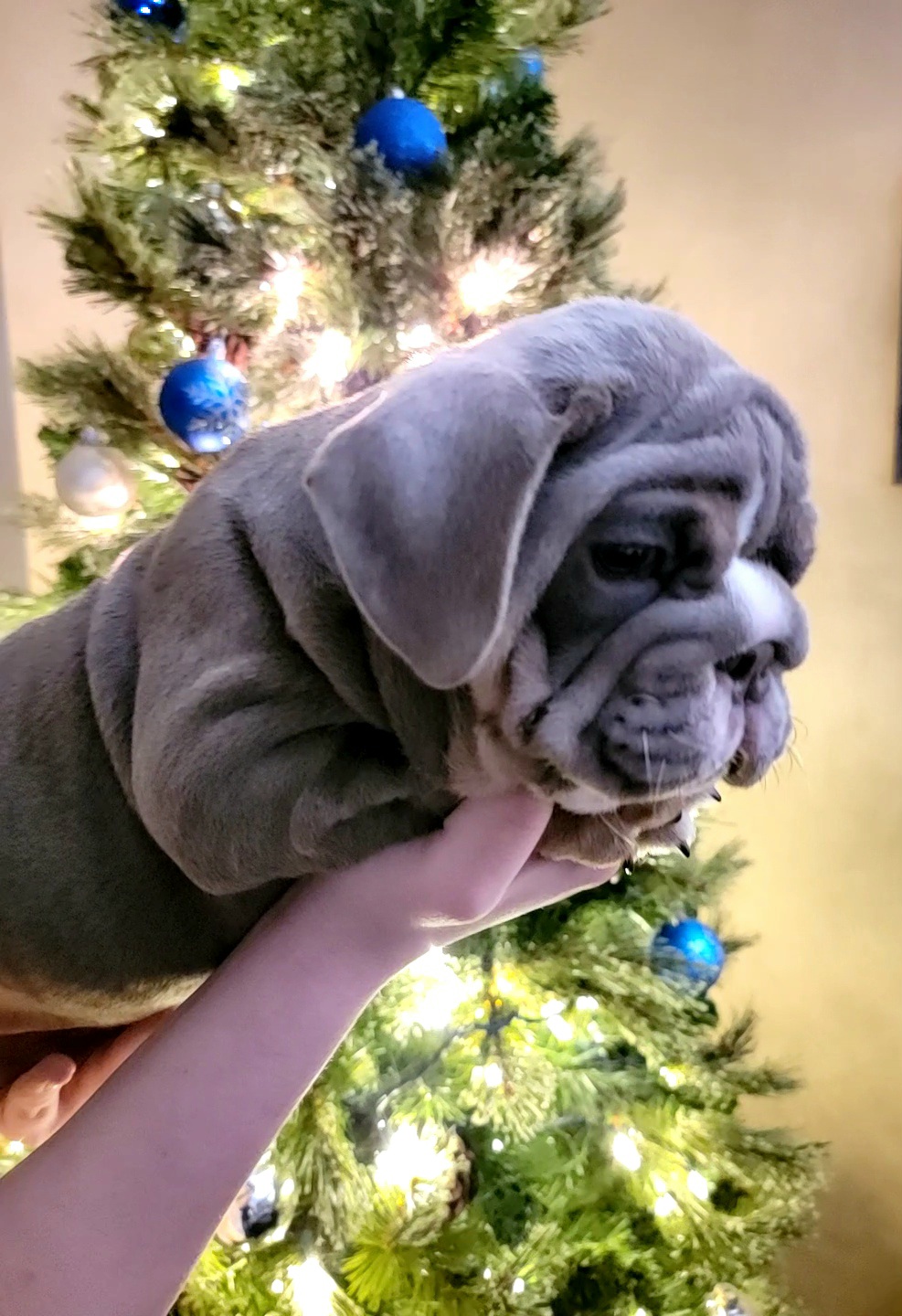 Girl 2 - Bulldog puppy in Newark Valley, New York from T&M Bulldogs