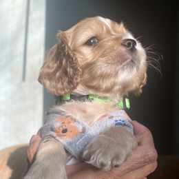 Cockapoo Puppies from Daysi's Puppies